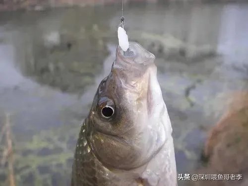 用剩下的大米饭如何能做出来鱼诱饵?