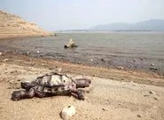 广西河池洞穴现珍稀水生物,如何有效地保护珍稀水生物?