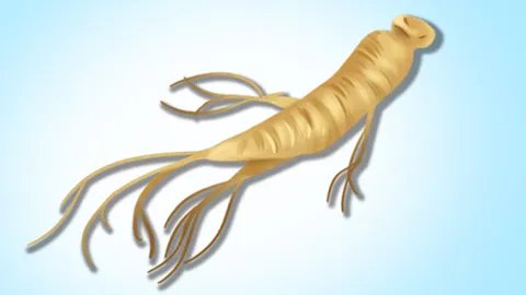 怎么样鉴别人参