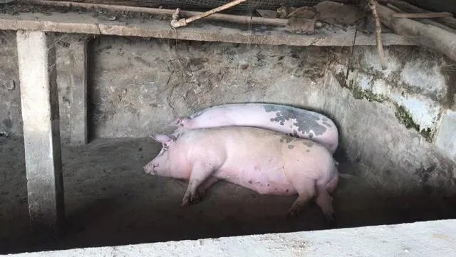 猪价8连跌,北方跌破7元,旺季不旺,养猪人深亏,中秋能涨吗?