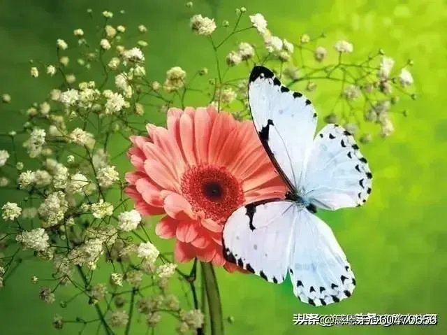 你最想看到的美国疫情的最新情况是什么?