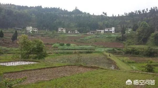 农村租地一亩地租金600,农民觉得划算吗?愿意租吗?