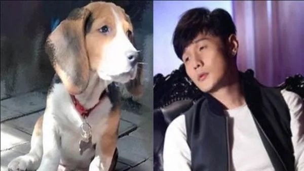 杨丞琳晒狗界李荣浩，到底是什么情况？