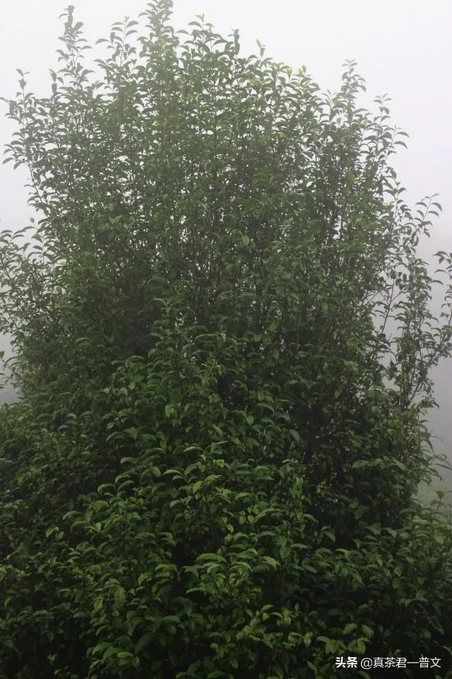 请你介绍几种临沧的古树茶？