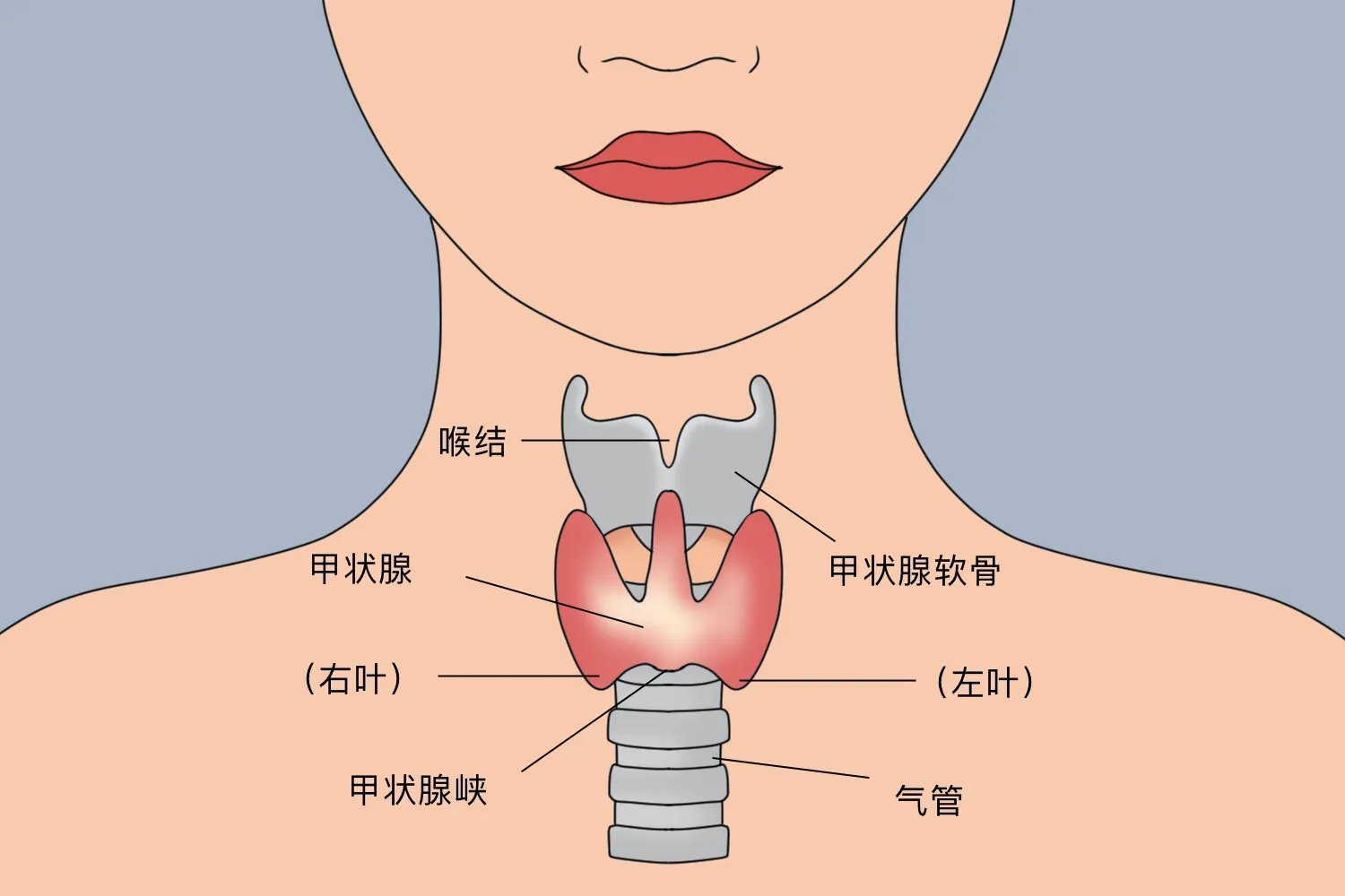 甲状腺扁桃体结构图