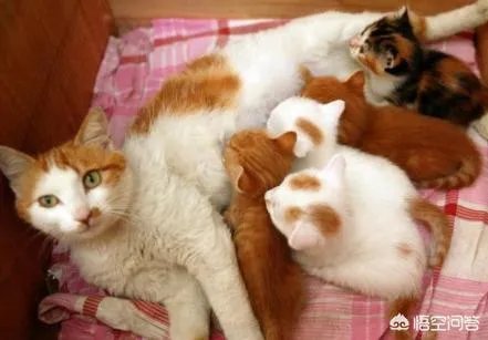 母猫把刚生的两只小猫吃了,是怎么回事?