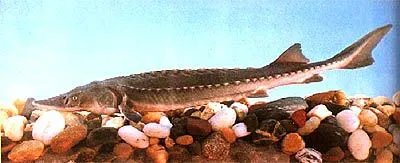 广西河池洞穴现珍稀水生物,如何有效地保护珍稀水生物?
