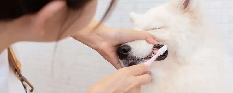 萨摩耶犬怎么训练 萨摩耶犬喂养方法