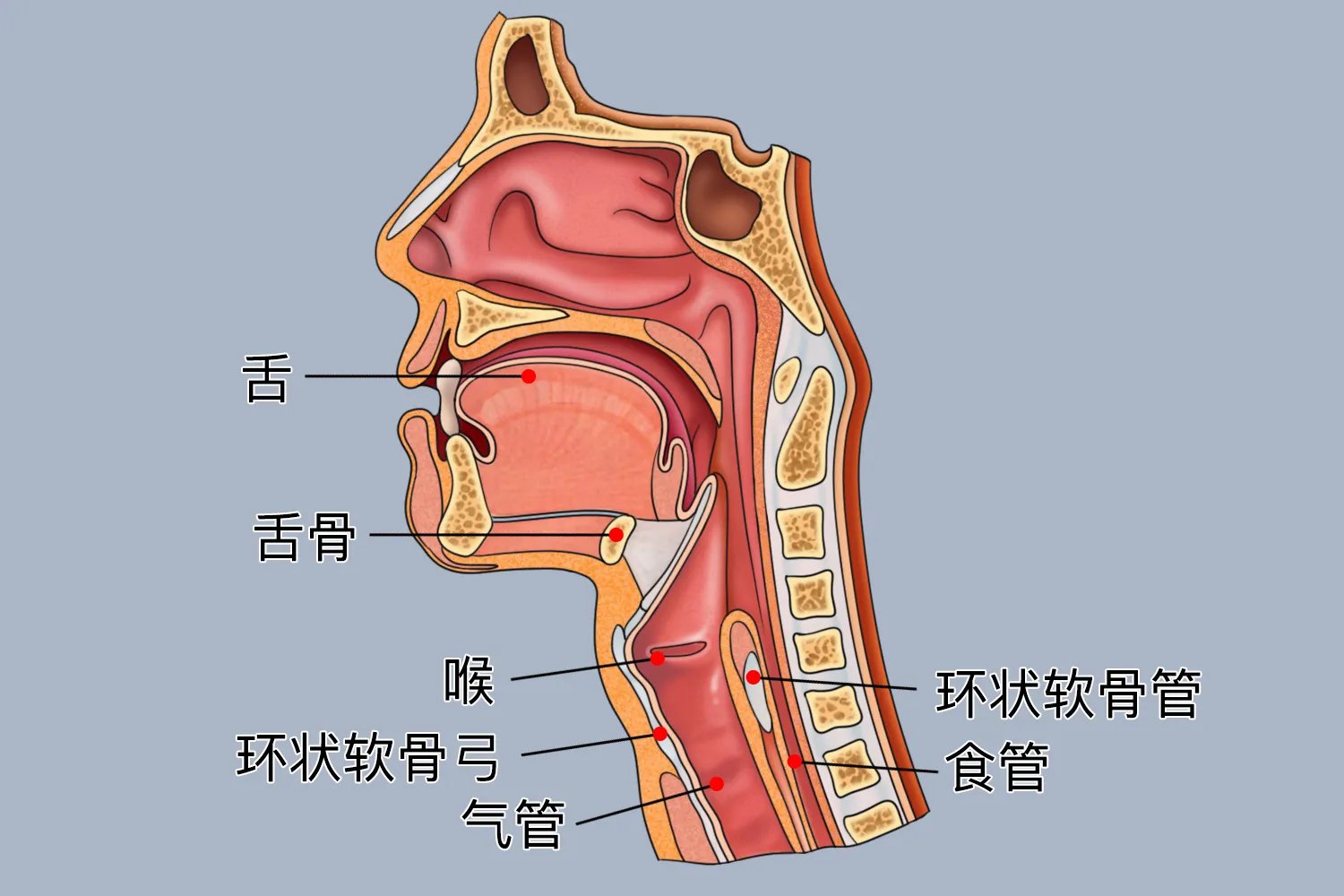 环状软骨位置解剖图