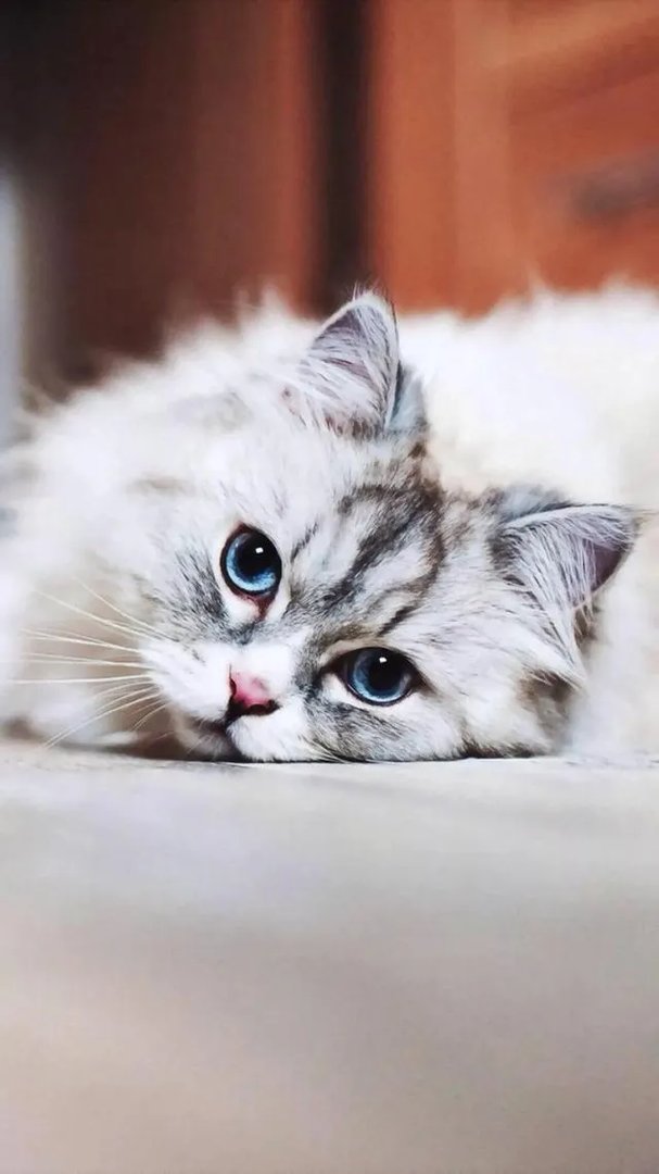 猫咪固然可爱，但是有了宝宝后怎么教育宝宝才能与猫咪相处很好？