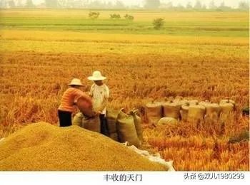 大麦和元麦有什么区别?