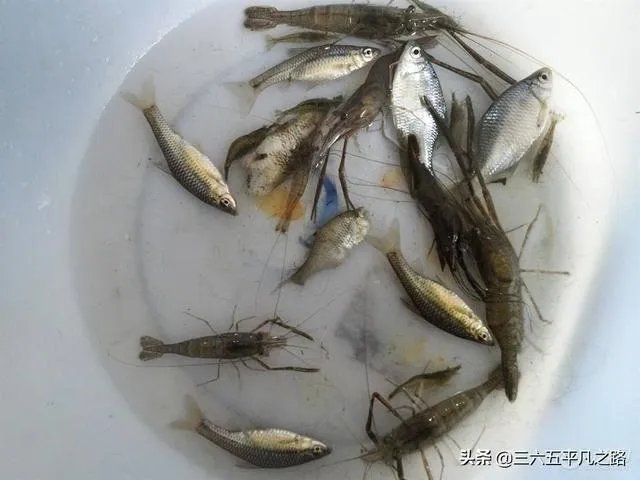 池塘里没有放鱼,但是过一段时间有小鱼了,是怎么产生的呢?