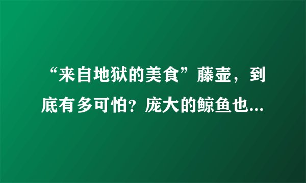 “来自地狱的美食”藤壶，到底有多可怕？庞大的鲸鱼也常被它折磨