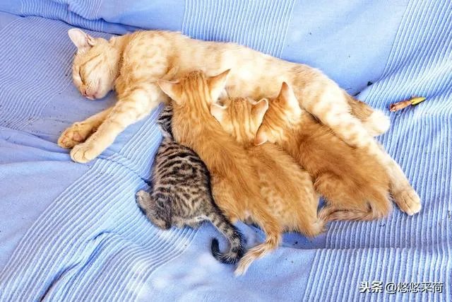 母猫把刚生的两只小猫吃了,是怎么回事?