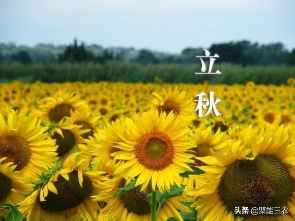 农村立秋当天忌讳