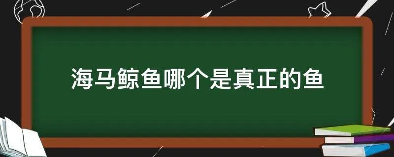 海马鲸鱼哪个是真正的鱼