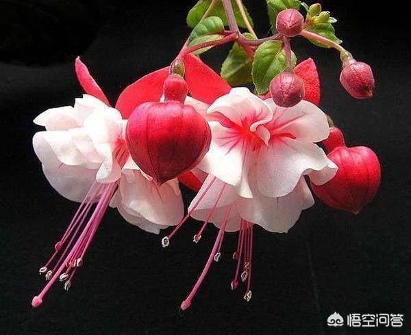有什么黑暗系的头像?