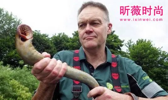男子河中游泳意外发现这奇怪生物(图)