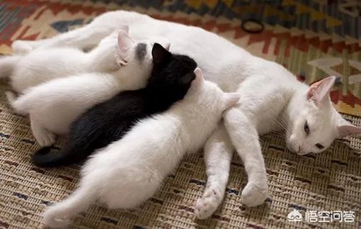母猫把刚生的两只小猫吃了,是怎么回事?