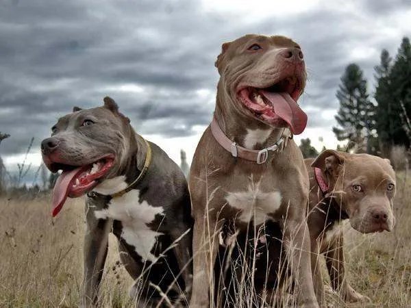 比特犬和藏獒犬哪个更厉害?