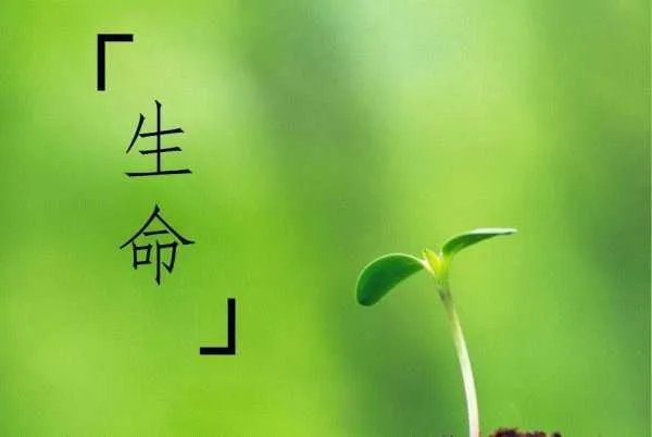 女子野生动物园喂动物吃口罩,网友是如何评价女子行为的?