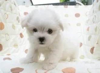 怎样养宠物狗?