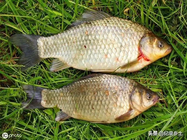池塘里没有放鱼,但是过一段时间有小鱼了,是怎么产生的呢?