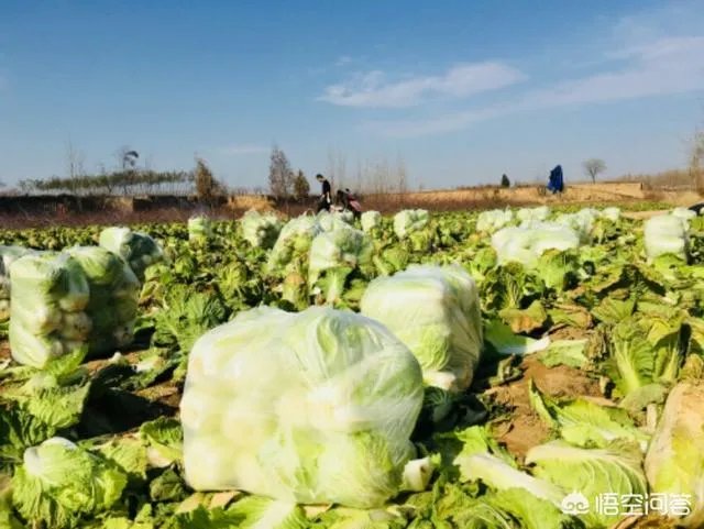 2018年白菜价格低吗?明年春季栽白菜能行吗?