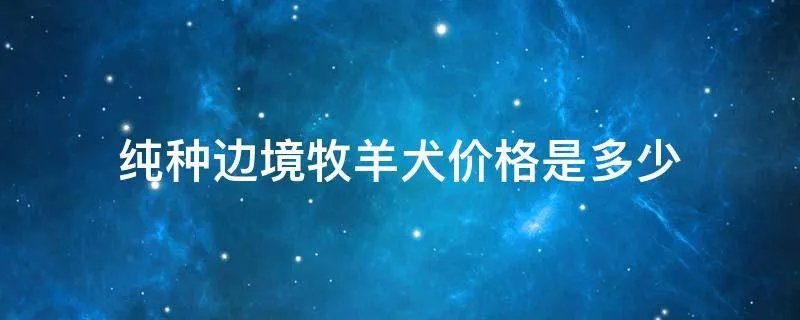 纯种边境牧羊犬价格是多少