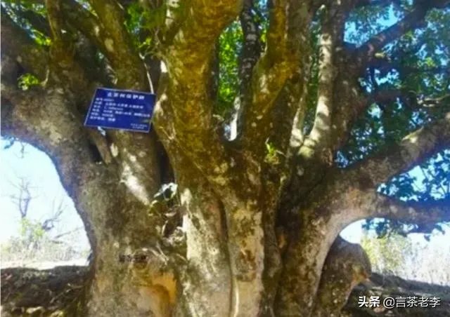 请你介绍几种临沧的古树茶?