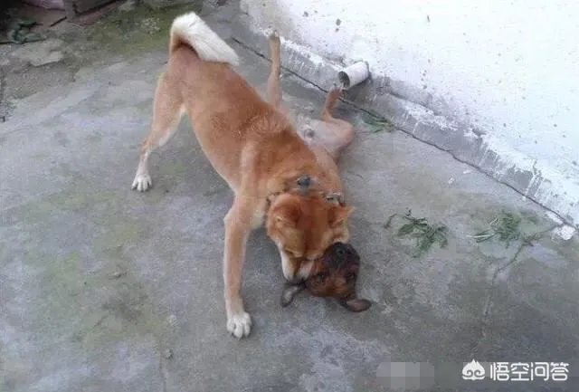 土狗能打的过比特犬吗?