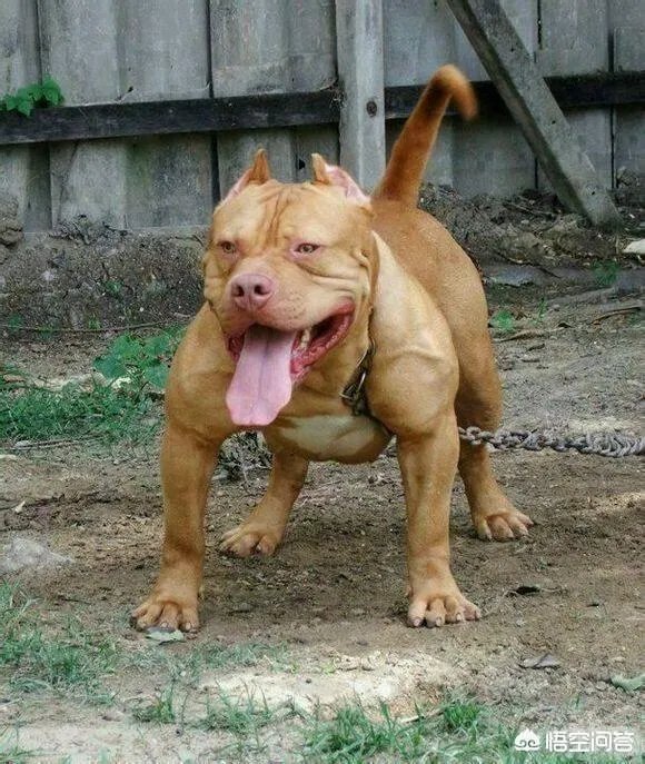 土狗能打的过比特犬吗?