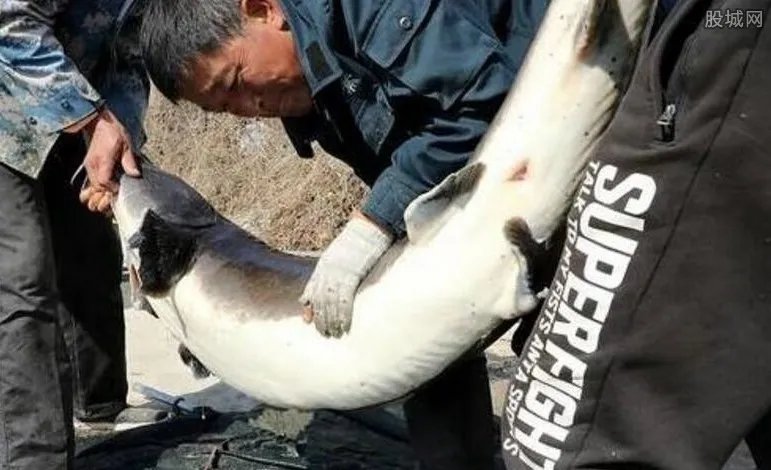 68条鱼估价超600万 68条雌性鲟鳇鱼近十万一条