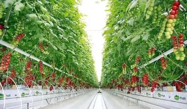 国家级现代农业示范区的标准?