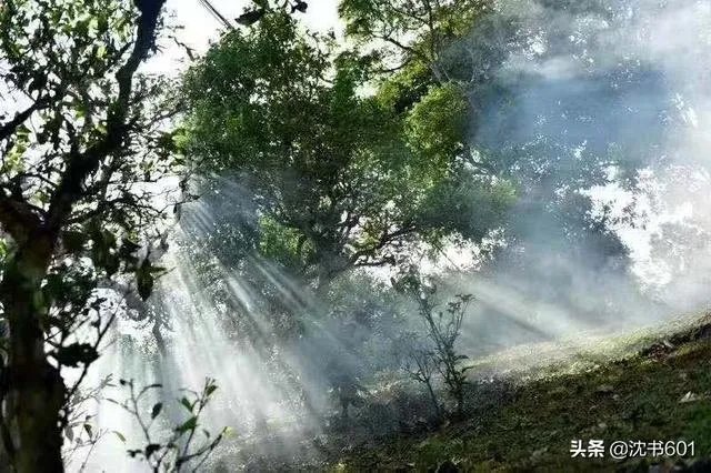 徐文兵和曲黎敏讲《黄帝内经》哪个讲得比较好？