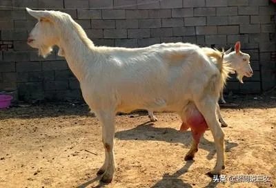 奶山羊都很瘦吗?养殖要注意什么?