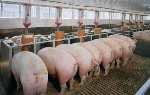 猪肉价格连续7周回落,回落的主要原因有哪些?