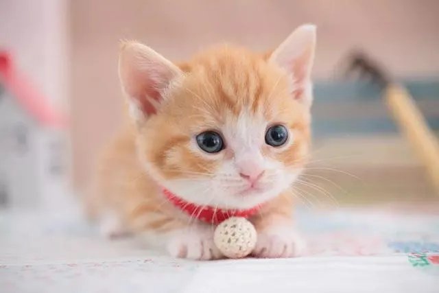 猫咪固然可爱,但是有了宝宝后怎么教育宝宝才能与猫咪相处很好?