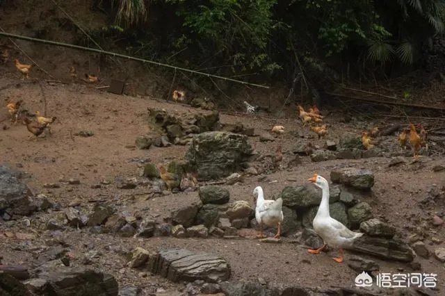 一个初入养殖行业新手,怎样更好的进行柴鸡养殖?需要注意什么?
