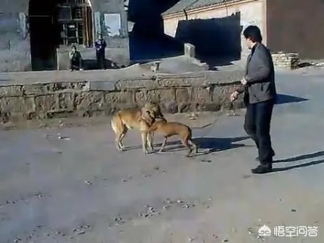 土狗能打的过比特犬吗?