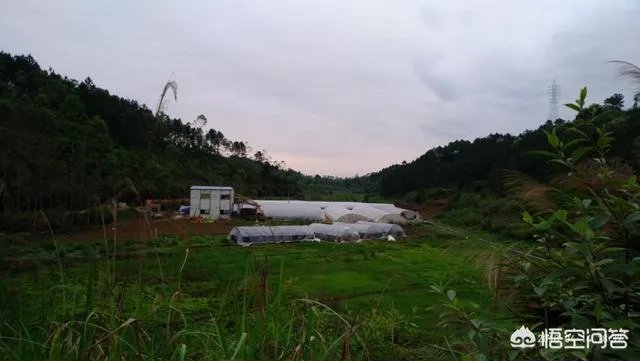 农村租地一亩地租金600,农民觉得划算吗?愿意租吗?
