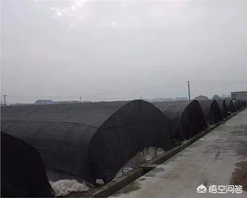 大棚降温剂往遮阳网上喷洒效果好吗?