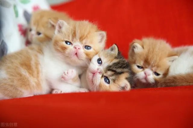 母猫把刚生的两只小猫吃了,是怎么回事?