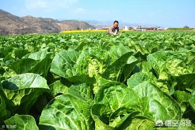 2018年白菜价格低吗?明年春季栽白菜能行吗?