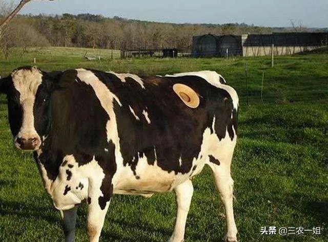 为什么要在奶牛身上挖个洞,还常常伸手去掏?难道它们不会痛吗?
