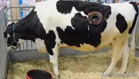 为什么要在奶牛身上挖个洞,还常常伸手去掏?难道它们不会痛吗?