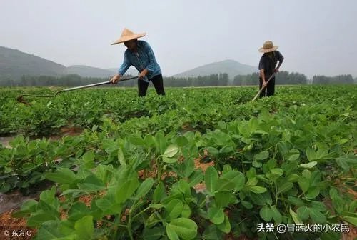 最大的花生品种