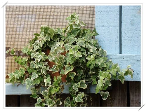 室内好养的植物有哪些 好养活的大型室内植物推荐