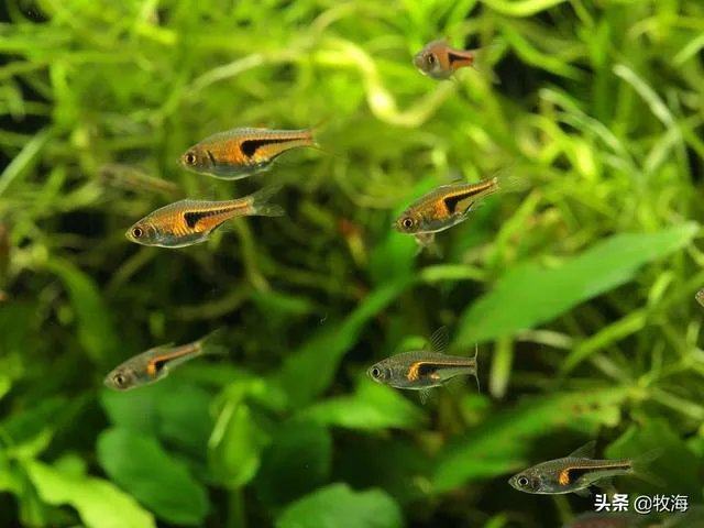 池塘里没有放鱼,但是过一段时间有小鱼了,是怎么产生的呢?