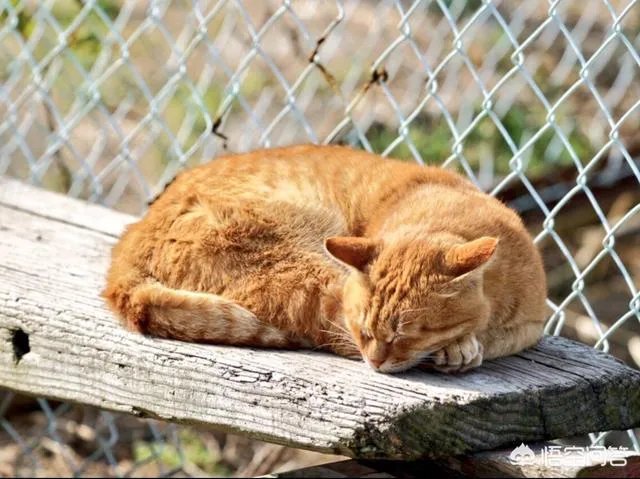 母猫把刚生的两只小猫吃了,是怎么回事?